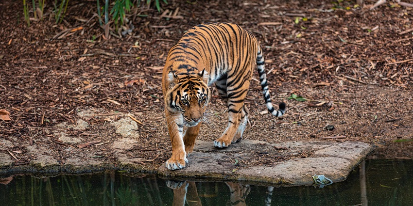 A majestic tiger smoothly glides through the lush greenery of the sanctuary in the day.