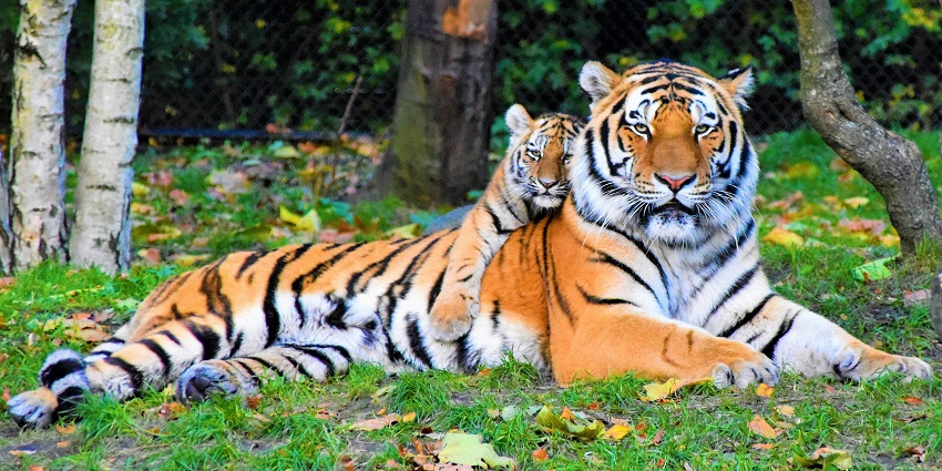An image illustrating the pleasant weather and wildlife activity in Madhav National Park