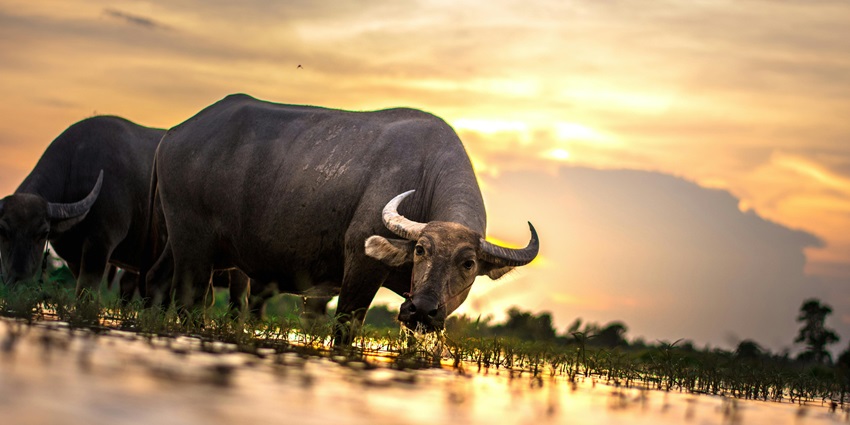 Panoramic view of a wild buffalo drinking water with the vibrant sun in the background