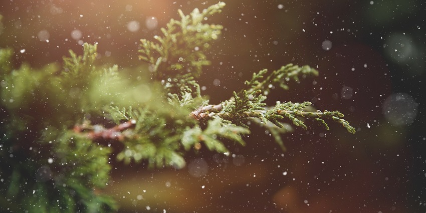 Close-up of a winter plant branch with bare, frost-covered twigs against a gray sky.