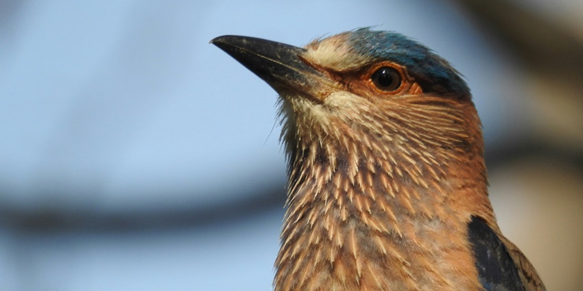 An image of a Indian Roller at the Pench Tiger Reserve which is located in Seoni, India.