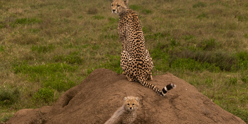 Cheetah and its offspring resting amidst the serene landscape of a wildlife sanctuary.