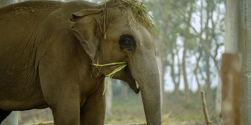 Charming elephant wearing a grass hat in the heart of a vibrant wildlife sanctuary.