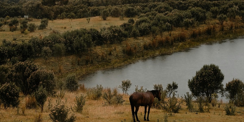 A lone horse enjoys the peaceful surroundings of a vibrant wildlife sanctuary.