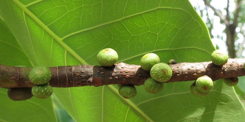 Large Ficus Tsjahela tree with dense foliage and aerial roots in a natural forest setting