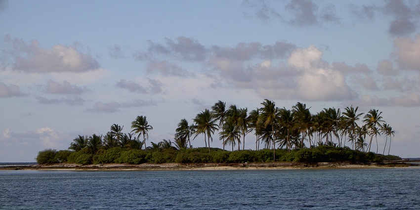 Snapshot of the trees on the island which is home to one of the temples in Lakshadweep
