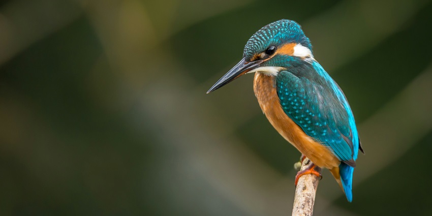 A blue kingfisher inside the Tipeshwar Wildlife Sanctuary in Maharashtra