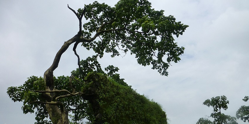 A seasonal view of Karnala, highlighting the best time for trekking forts in Karnala