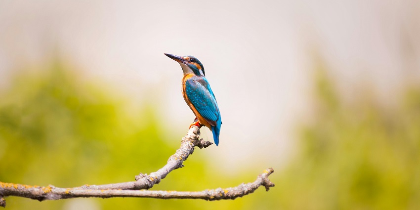 Close up view of a bird at Bhadra Wildlife Sanctuary, one of the must places to visit near Bhadra wildlife sanctuary