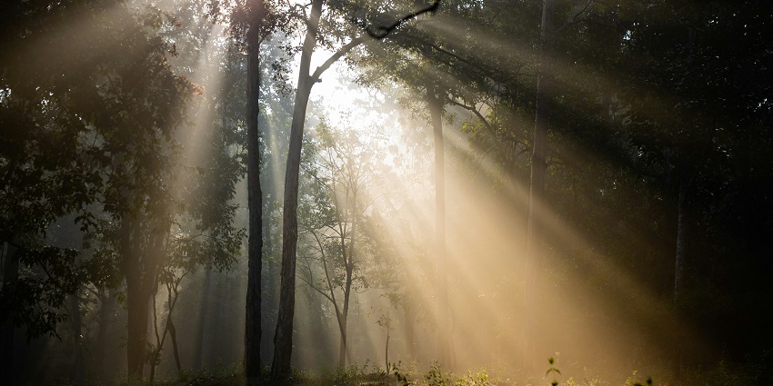 Bhadra Wildlife sanctuary is one of the best places to visit near belur for travellers.