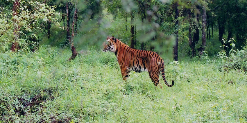A shot of an Indian Tiger at Bhadra Wildlife Sanctuary situated near Bhadravati