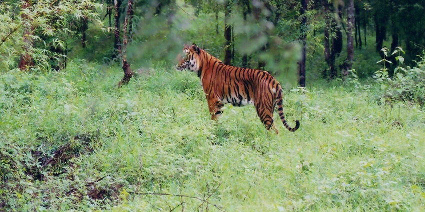 Indian tiger prowling in Bhadra Wildlife Sanctuary, Karnataka, India.