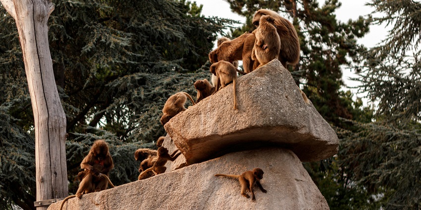 Fauna at Bhagwan Mahavir Wildlife Sanctuary near Bhupar Waterfalls.