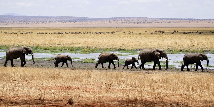 Elephants at the Bhagwan Wildlife Sanctuary, one of the top wildlife sanctuaries in Goa.
