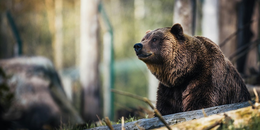A bear at Bhamragarh Wildlife Sanctuary, one of the top Maharashtra Nature Parks.