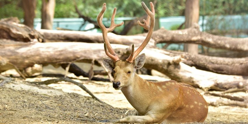 Image of a deer resting inside a park in natural habitat - one of the best places to visit in chandrapur