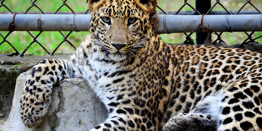 Leopard in the Bhandardara zoo, showcasing its majestic presence.