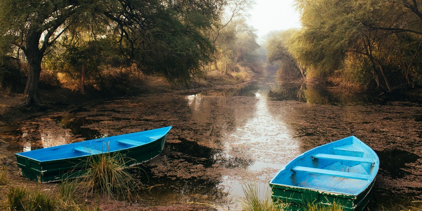 misty and foggy winter sunrise at Bharatpur Bird Sanctuary (Keolado National Park)