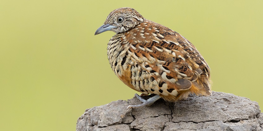 Small barred bird with rufous-brown and buff plumage, finely striped throat and breast.