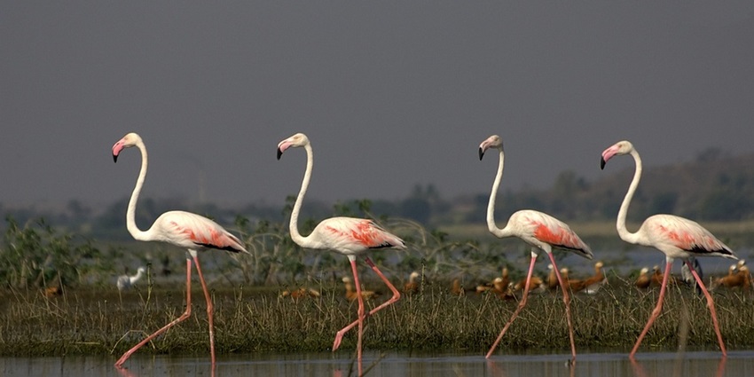 Vibrant sanctuary renowned for diverse birdwatching opportunities and species.