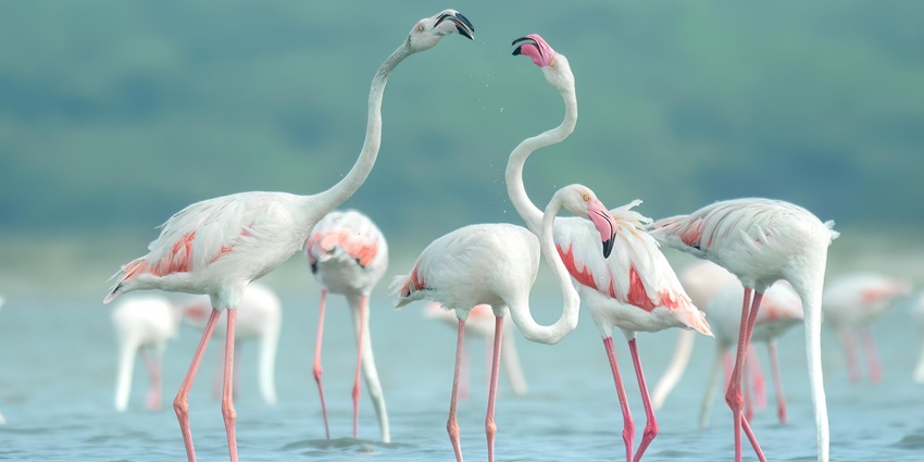 Bhigwan Bird Sanctuary is one of the most famous places to visit near Ahmednagar.