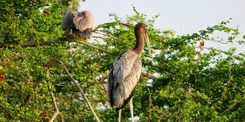 An image showing birds commonly found in the Bhigwan Bird Sanctuary.