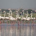 Vibrant flock of flamingos gracefully wading in Bhigwan Bird Sanctuary's waters!