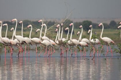 Vibrant flock of flamingos gracefully wading in Bhigwan Bird Sanctuary's waters!