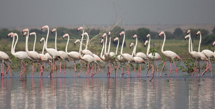 Vibrant flock of flamingos gracefully wading in Bhigwan Bird Sanctuary's waters!