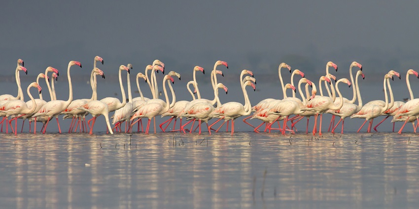 Bhigwan becomes a birdwatcher’s paradise, ideal for photographers and nature lovers.