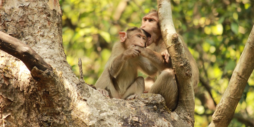 Bhimashankar is one of the best places to visit in July in Maharashtra for nature lovers.