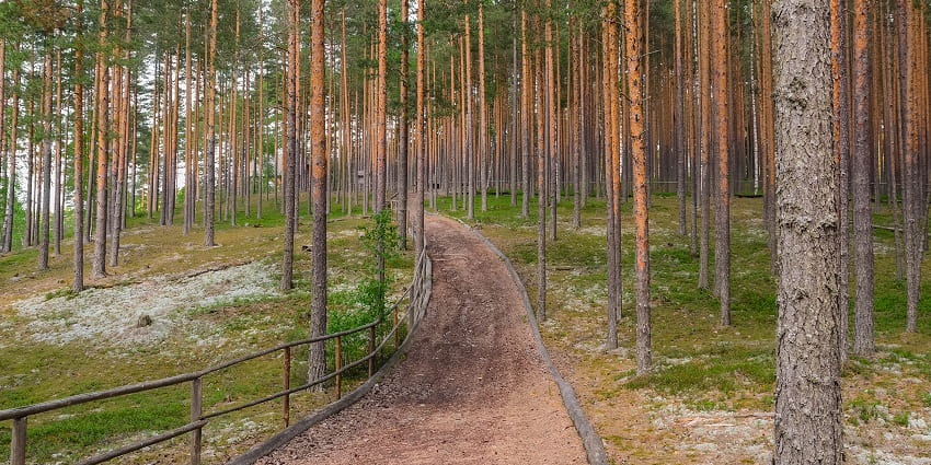 A pathway of a landscape reserve surrounded by tall scots pine trees on both sides.