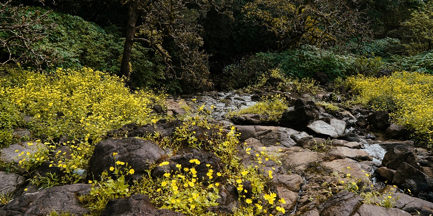 A picture of Bhimashankar, one of the most scenic places to visit near Pune in winter.
