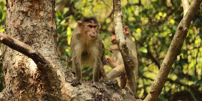 A picture of a monkey sitting on a tree at Bhimashankar Wildlife Sanctuary, Tungi.