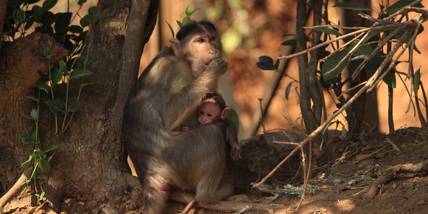 A bonnet macaque in Bhimashankar Wildlife Sanctuary, a famous place near Bhimashankar