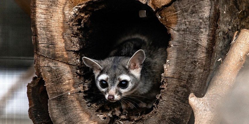 An image showing an adorable raccoon nestled in a tree hollow, a tourist attraction near Gorakhgad Fort