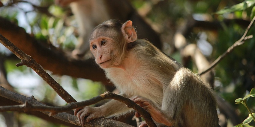 A monkey in the Bhimashankar Wildlife Sanctuary.