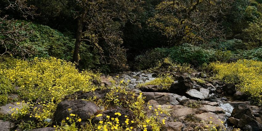 A serene sunset picture captured at Bhimashankar Wildlife Sanctuary during the daytime.