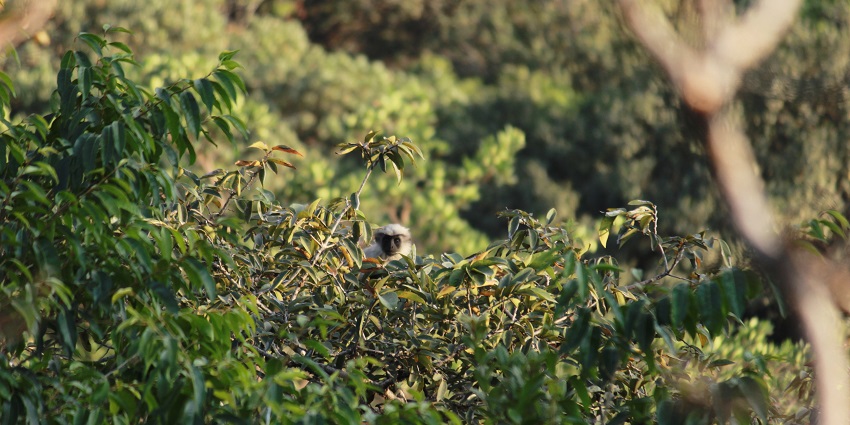 Gray langurs sitting on a tree in Bhimashankar Wildlife Sanctuary, Pune, India.