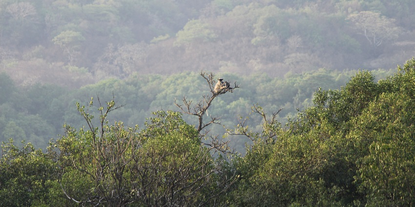 A scenic view with diverse flora and fauna, home to one of the best waterfalls in Maharashtra.