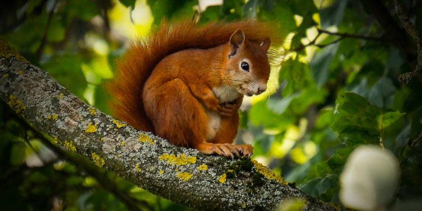 A giant squirrel spotted sitting on a branch of a tree surrounded by lush greenery.
