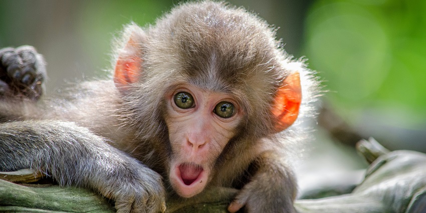 A picture of an adorable monkey in Bhimashankar Wildlife Sanctuary, a must-visit spot.