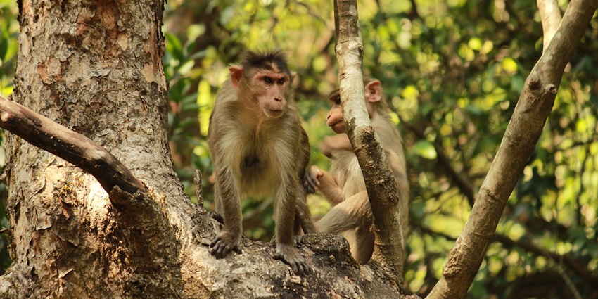 A bonnet macaque sitting on a rock, one of the best places near Dhak Bahiri Caves.