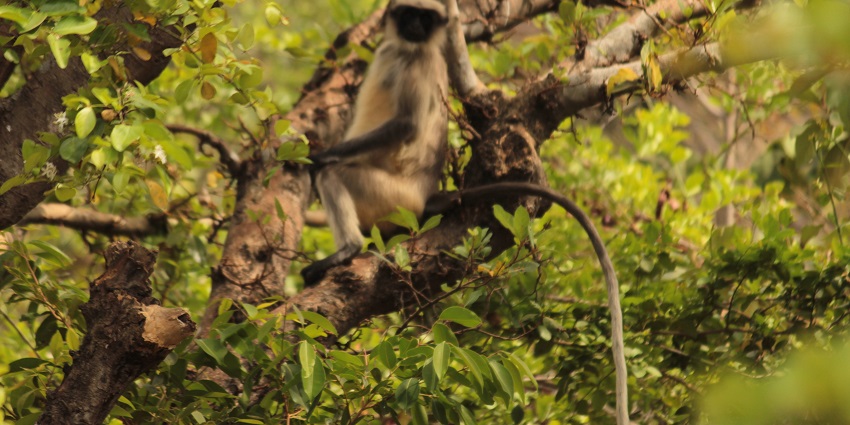 Playful gray langurs frolicking in the lush greenery of wildlife sanctuaries in Maharashtra.