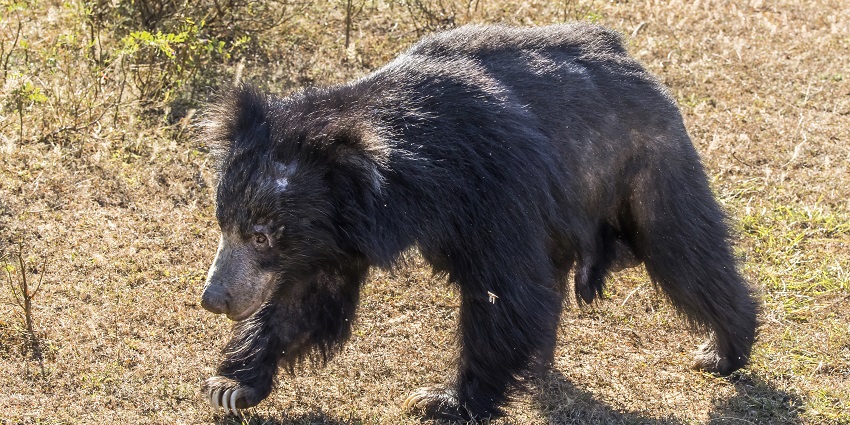 Sloth bear in Bhimbandh Wildlife Sanctuary, a place to visit near Munger Fort
