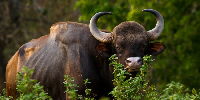 Image of an Indian bison spotted in the wild - Bhimgad Wildlife Sanctuary