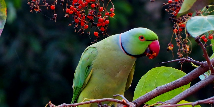 A parrot at Bhindawas Wildlife Sanctuary, one of the scenic places to visit in Rohtak.