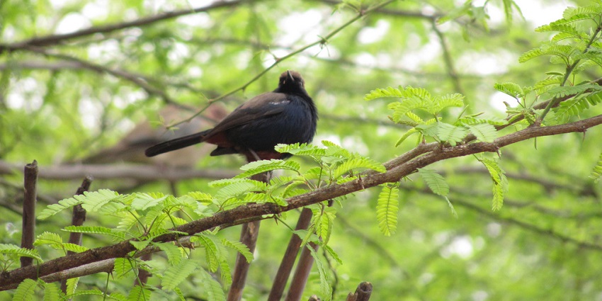 Bird at Bhindawas, a serene spot among places to visit near Gurgaon for weekend.