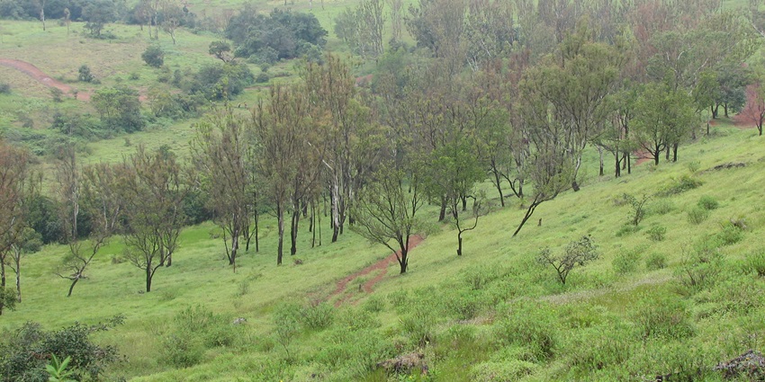 A picture of the lush green plateaus of Bhiwandi located in Maharashtra’s Ghats
