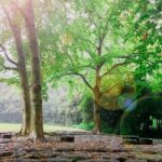 A tranquil walking trail shrouded in high foliage at Bhondsi Nature Park.